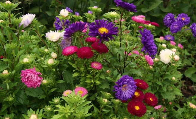 пересадка астры пересадка астры