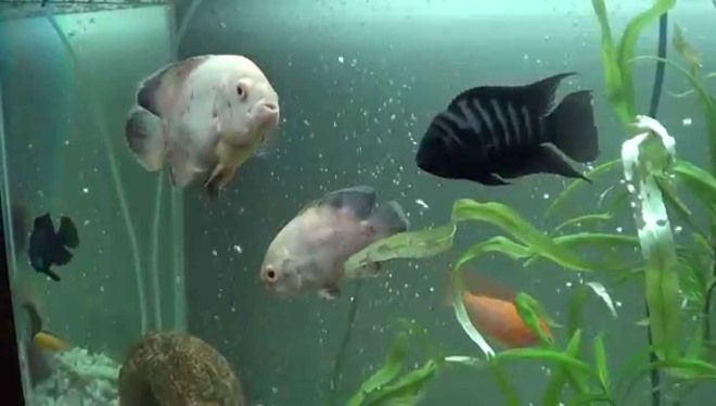 с кем астронотусы уживаются в аквариуме с кем астронотусы уживаются в аквариуме