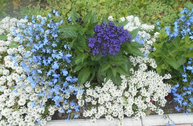 гелиотроп и алиссум гелиотроп и алиссум