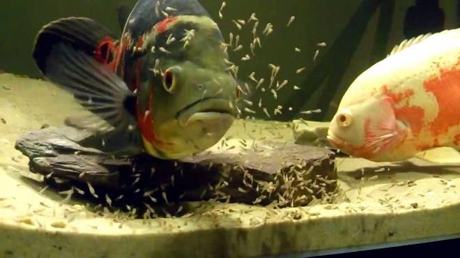 размножение астронотусов размножение астронотусов