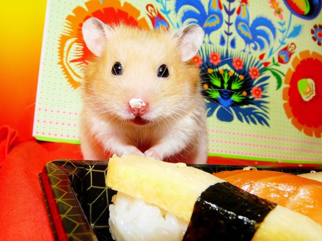 Сирийский хомяк содержание Сирийский хомяк содержание