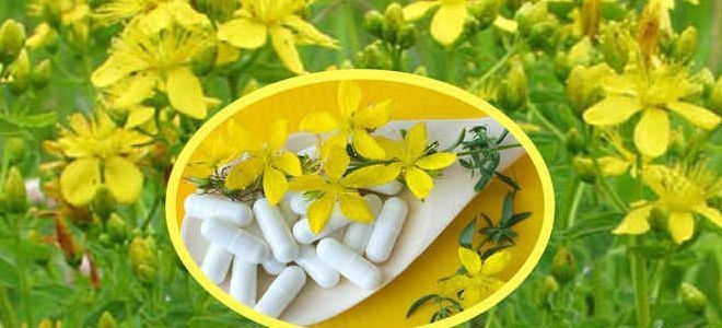 зверобой в таблетках зверобой в таблетках