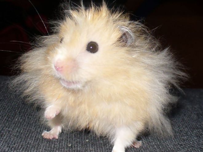 Ангорский хомяк уход и содержание Ангорский хомяк уход и содержание
