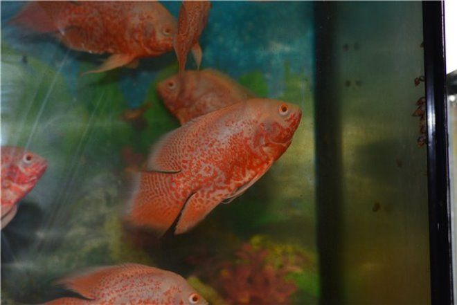 почему астронотусы трясут хвостом почему астронотусы трясут хвостом