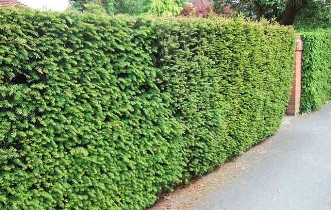 тис ягодный живая изгородь тис ягодный живая изгородь