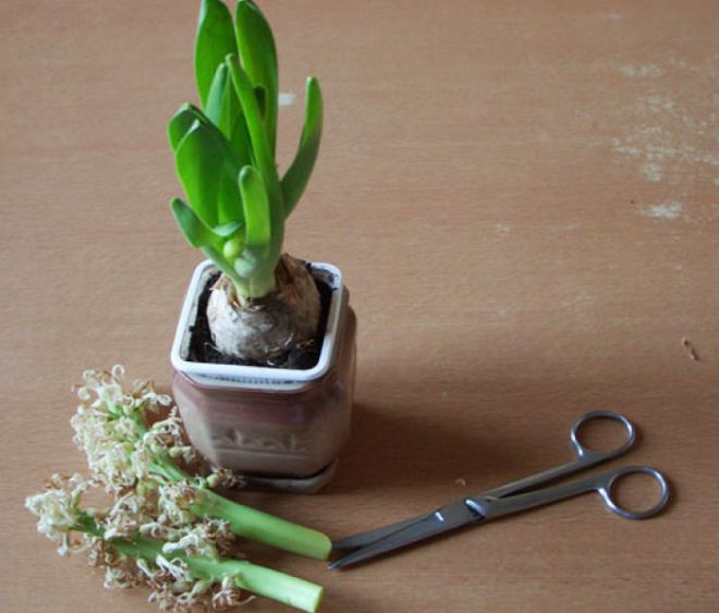 гиацинт уход в домашних условиях после цветения гиацинт уход в домашних условиях после цветения