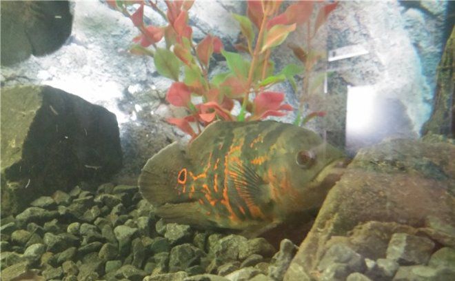 почему астронотусы меняют цвет почему астронотусы меняют цвет