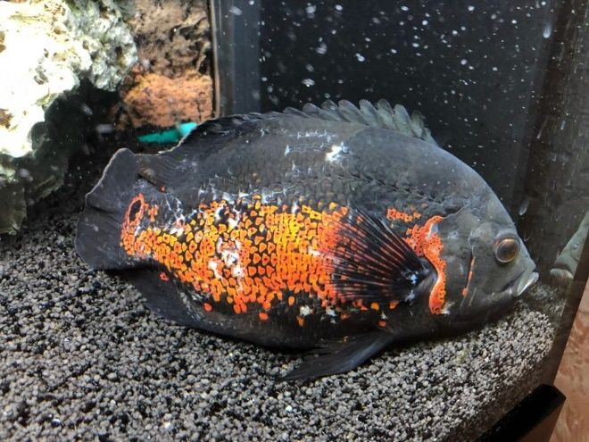 почему астронотусы лежат на дне почему астронотусы лежат на дне