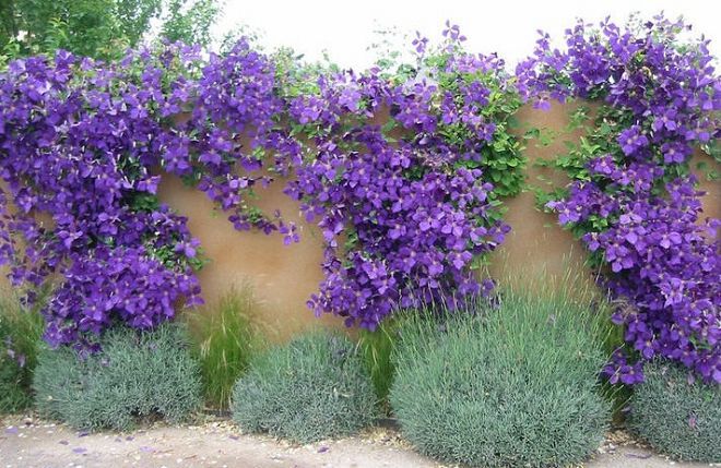 теневыносливые плодовые деревья теневыносливые плодовые деревья