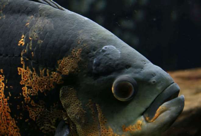 болезни астронотусов болезни астронотусов