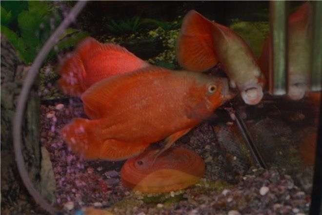 астронотусы дерутся между собой астронотусы дерутся между собой