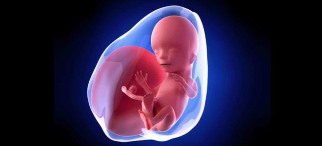 15 недель 15 недель