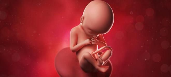 22 недели 22 недели