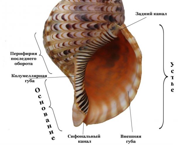 Ахатины виды Ахатины виды