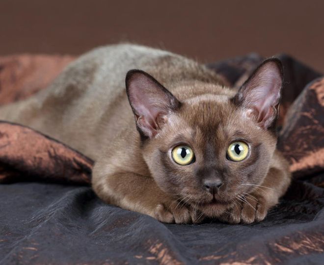 бурманская кошка описание породы и характера бурманская кошка описание породы и характера