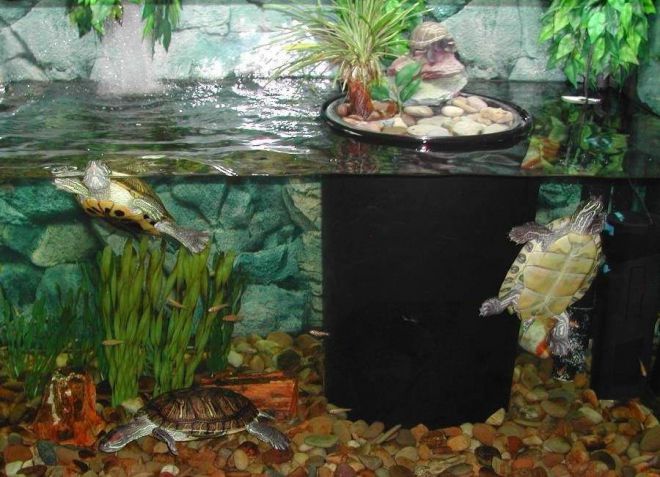 что нужно для содержания сухопутной черепахи что нужно для содержания сухопутной черепахи