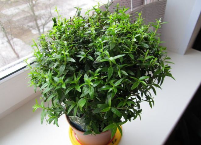 цветок мирт уход в домашних условиях цветок мирт уход в домашних условиях