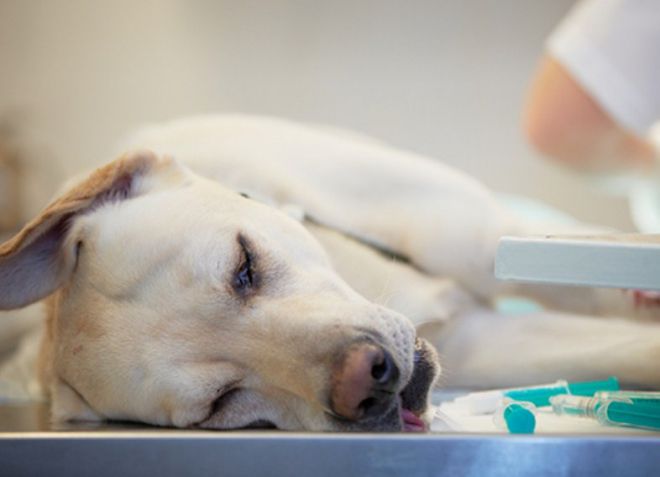 эпилепсия у собак причины возникновения эпилепсия у собак причины возникновения