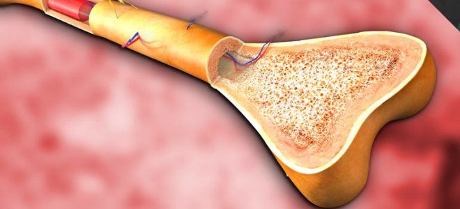 функции костного мозга функции костного мозга