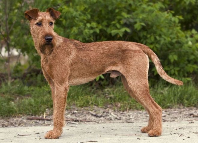 Ирландский терьер - стандарт породы Ирландский терьер - стандарт породы