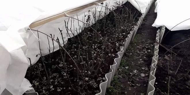 как обрезать розы весной как обрезать розы весной