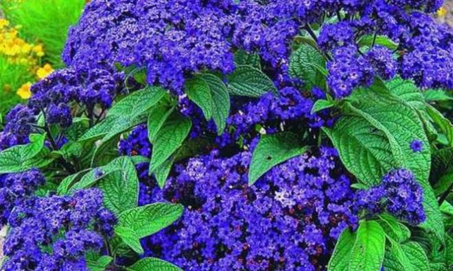 как выглядит цветок гелиотроп как выглядит цветок гелиотроп