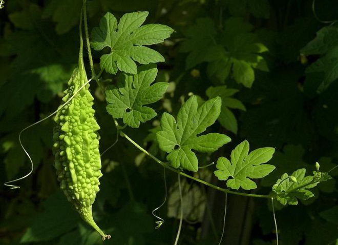 как выглядит момордика как выглядит момордика