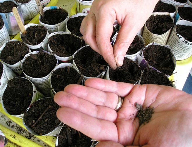 капуста слава когда сажать на рассаду капуста слава когда сажать на рассаду