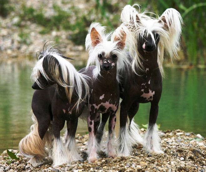 китайская хохлатая собака описание породы китайская хохлатая собака описание породы