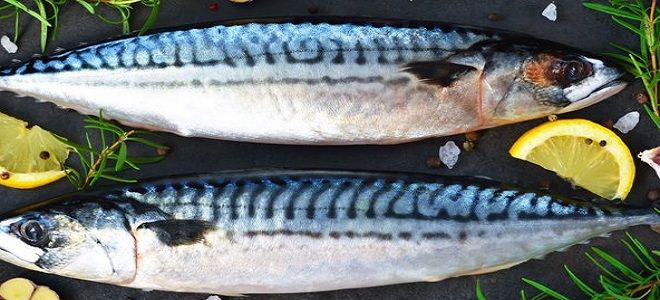 фото1 классический рецепт как посолить скумбрию в домашних условяих