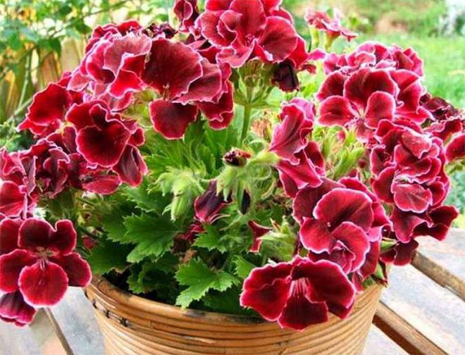 Когда обрезать герань, чтобы она цвела Когда обрезать герань, чтобы она цвела