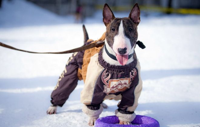 комбинезон для бультерьера комбинезон для бультерьера