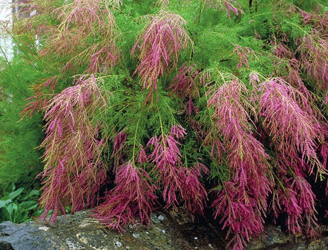 куст тамарикс описание куст тамарикс описание