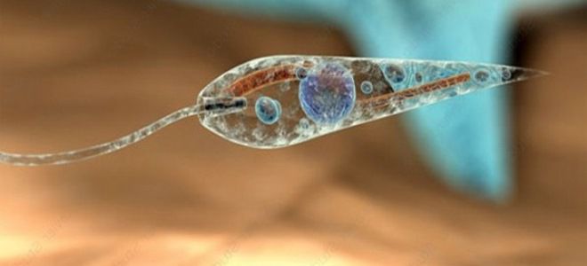 лейшманиоз у человека лейшманиоз у человека