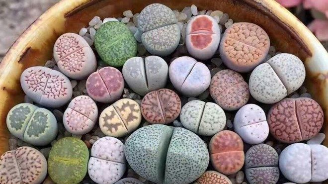 литопсы описание литопсы описание