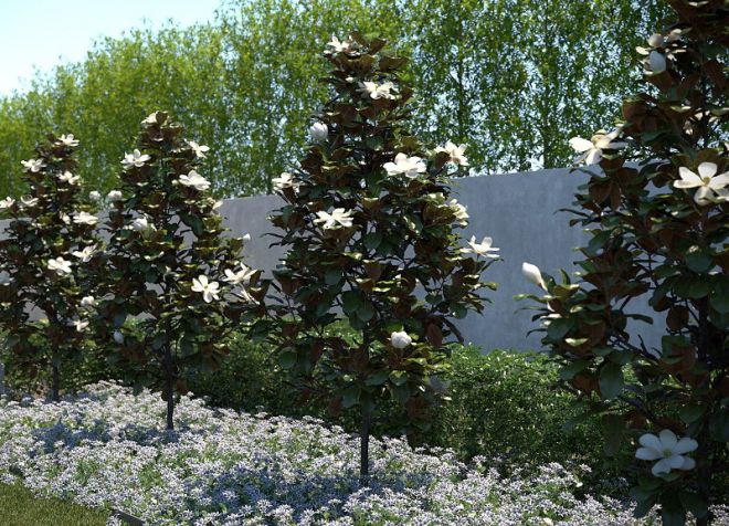 Little Gem магнолия Little Gem магнолия