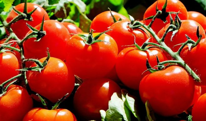 на каком расстоянии сажать помидоры в открытом грунте на каком расстоянии сажать помидоры в открытом грунте