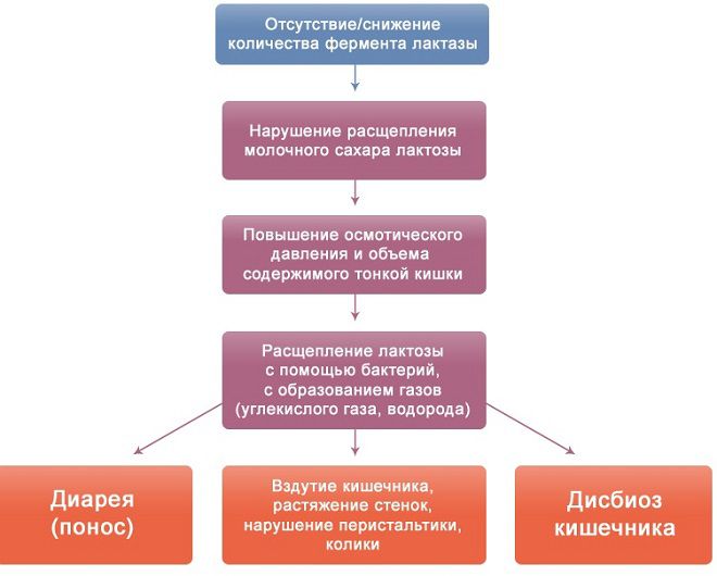непереносимость лактозы непереносимость лактозы