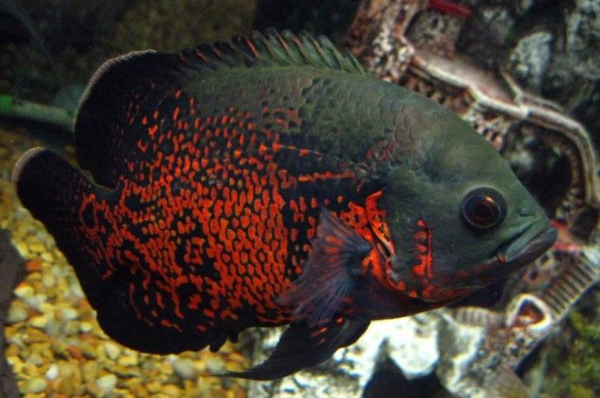 описание астронотусов описание астронотусов