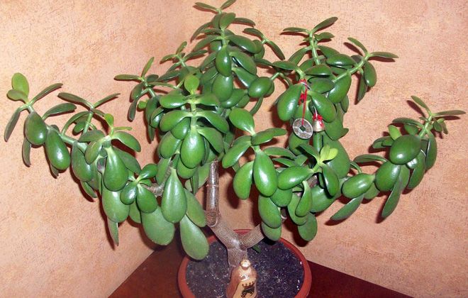 описание денежного дерева описание денежного дерева