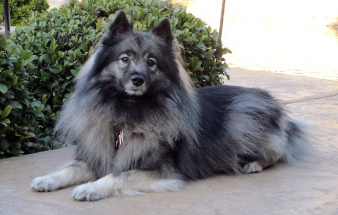 описание породы описание породы