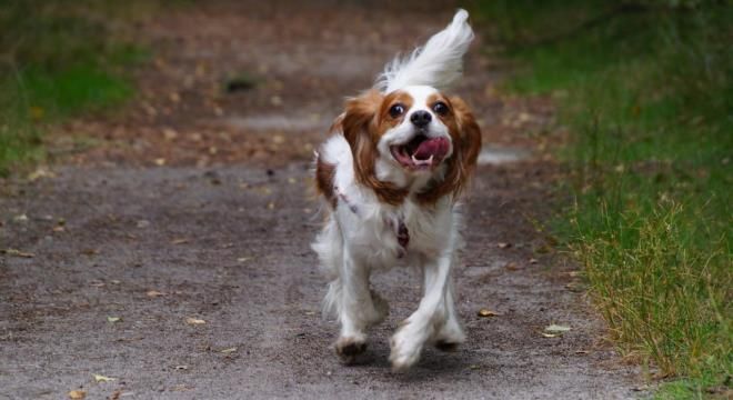 описание породы кавалер-кинг-чарльз-спаниель описание породы кавалер-кинг-чарльз-спаниель