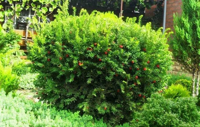 описание тиса ягодного описание тиса ягодного