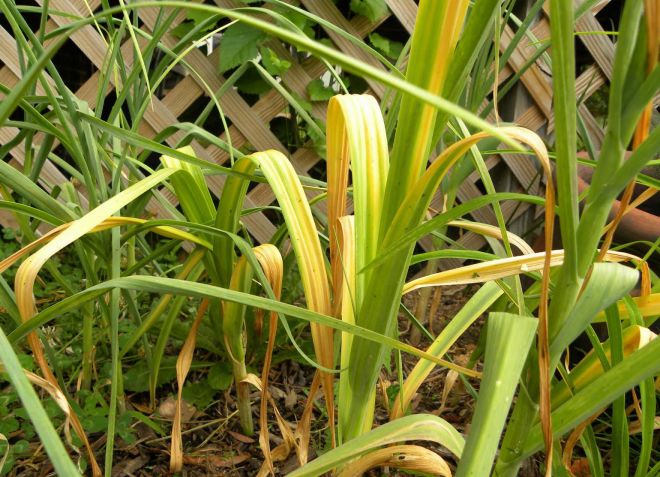 почему желтеет чеснок на грядке почему желтеет чеснок на грядке