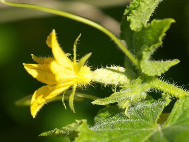 почему желтеют завязи у огурцов в теплице почему желтеют завязи у огурцов в теплице