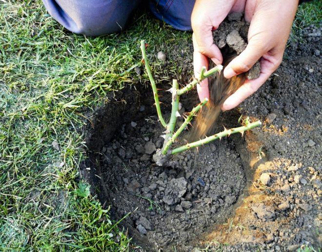 почва для посадки роз почва для посадки роз