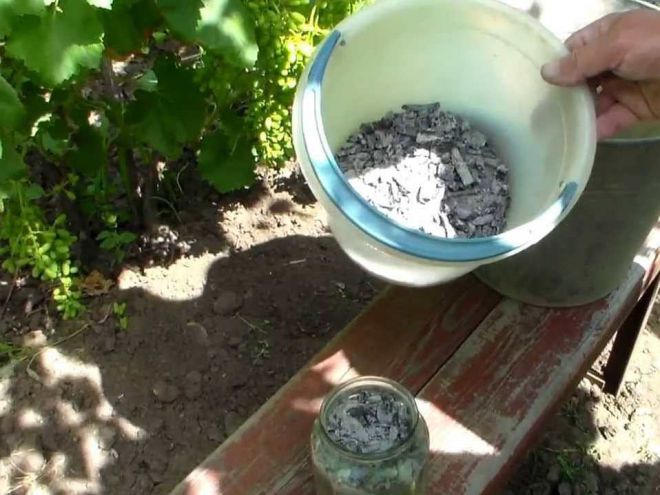 Подкормка винограда народными средствами Подкормка винограда народными средствами