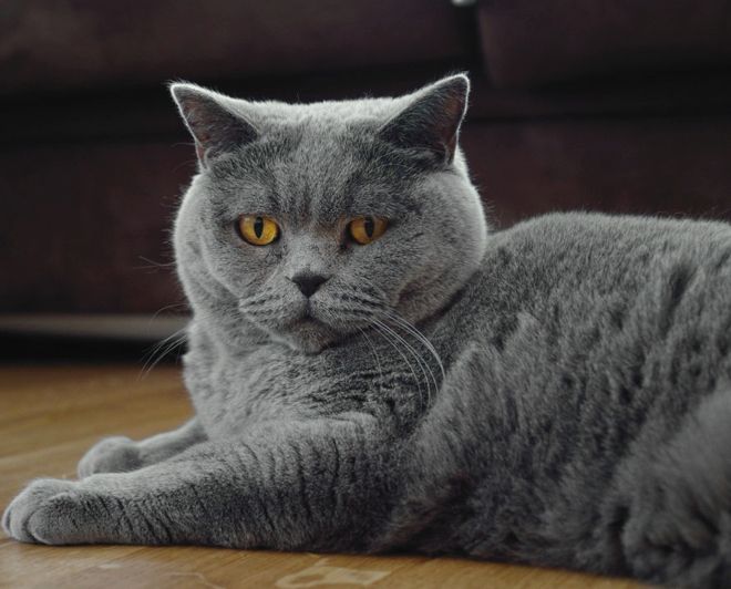 порода кошек французский шартрез порода кошек французский шартрез