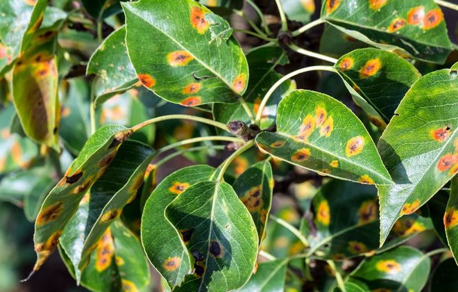 признаки ржавчины на груше признаки ржавчины на груше