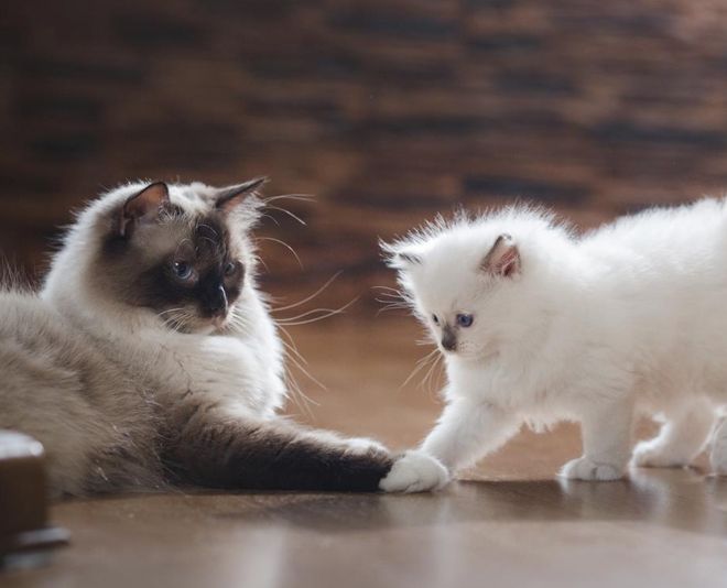 рэгдолл история рэгдолл история